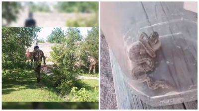 Алматы облысында жеке үйдің ауласына жылан кіріп кеткен (видео)